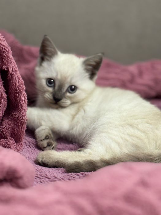 Котенок британский