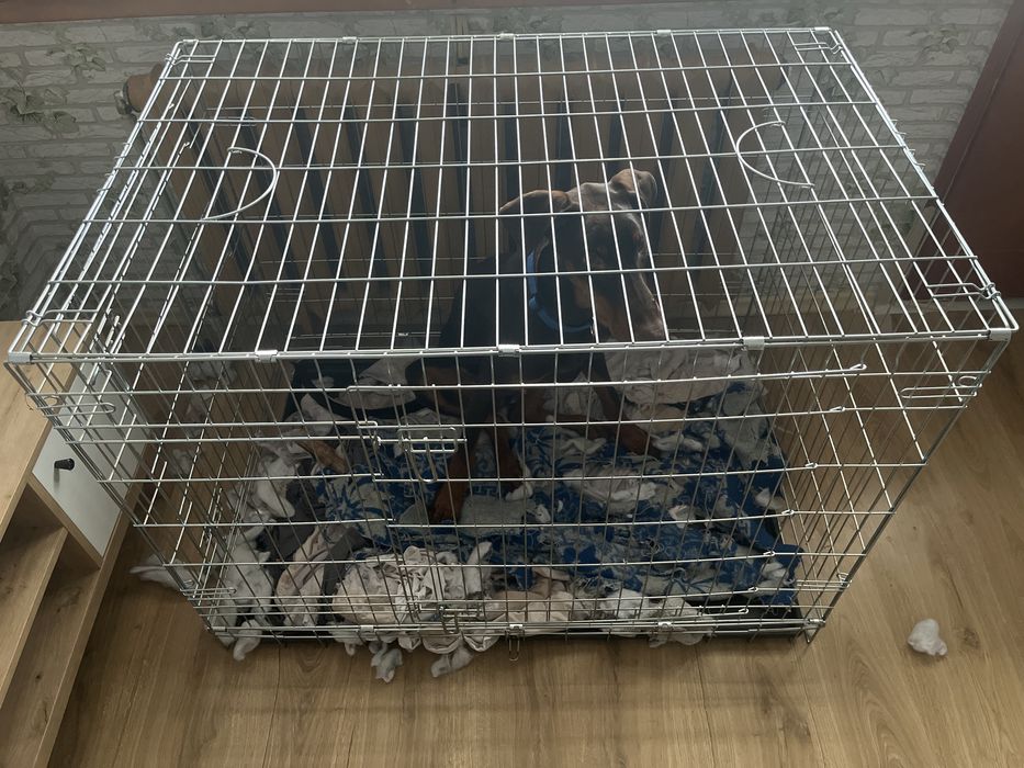 Чистокръвен кафяв доберман