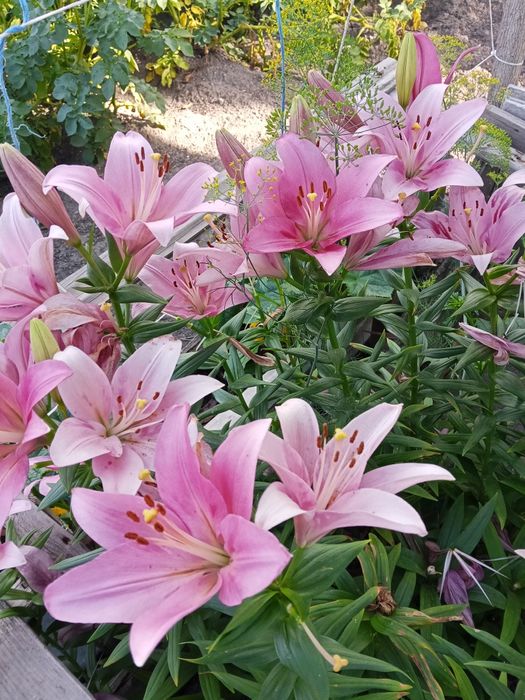 Продаю луковицы лилий