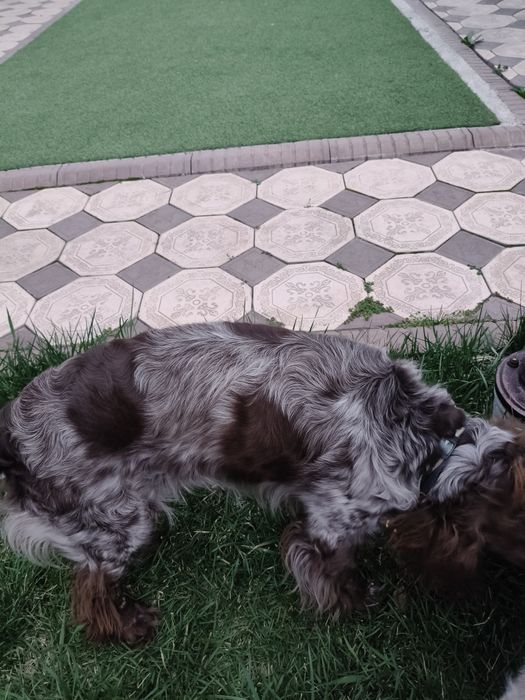 Ищем сучку для случки