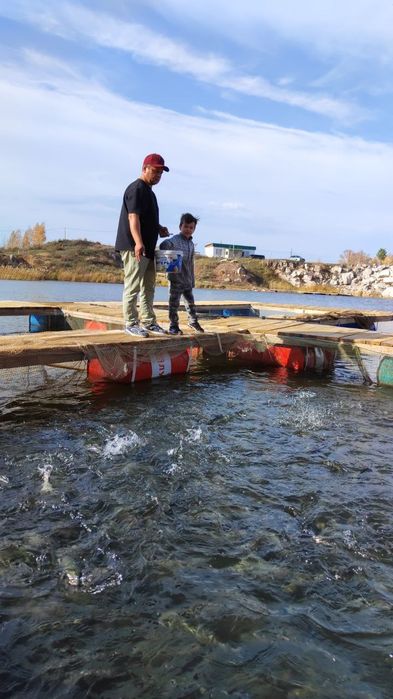 Продаём живую форель Астана