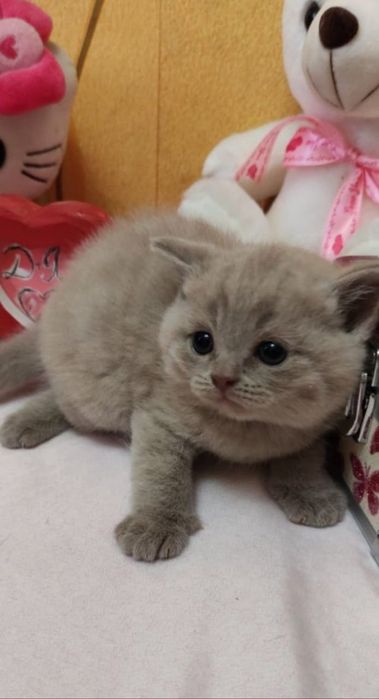 Шотландцы Лиловый Окрас.