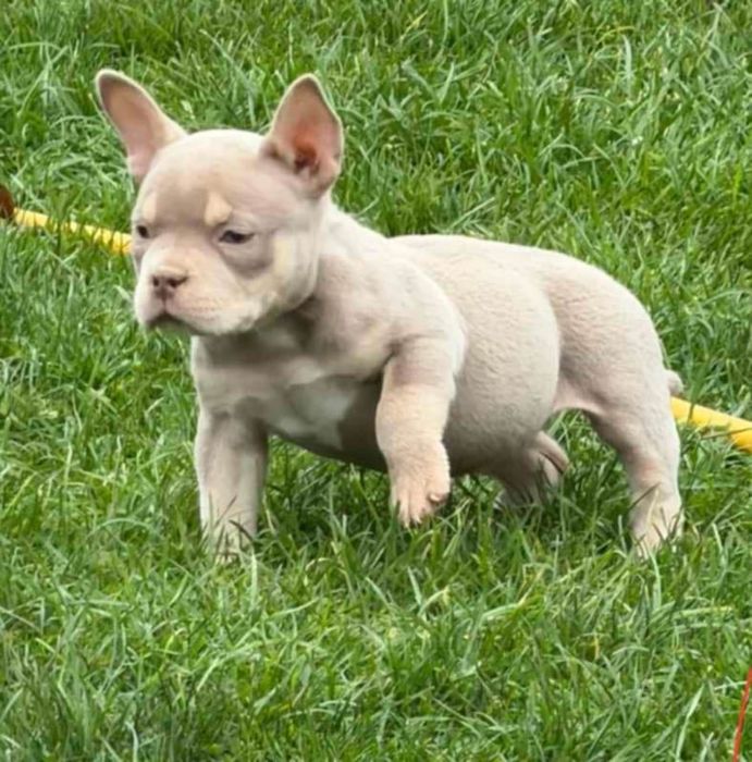 Американско були Покет