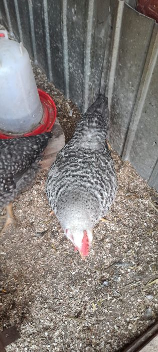 Vând 20 de pui colorați 3 luni