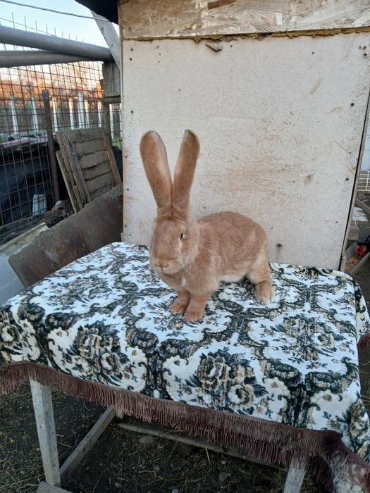 Iepuri uriaș german