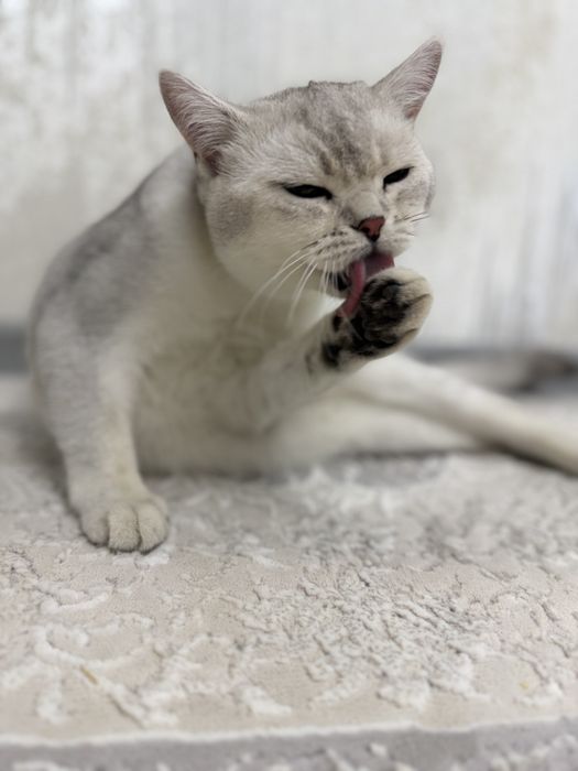 Кошка британская шиншилла