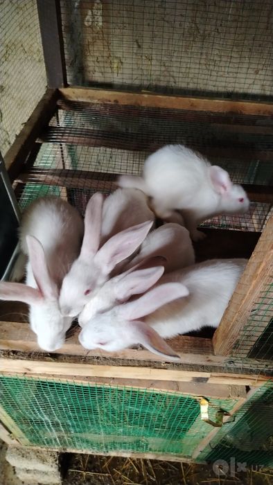 5 ta Quyon bolalari va 1 ta kotta quyon
