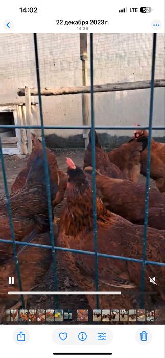 Тухум Tuxum Ханхяп пародали тавуқлар тухуми бор