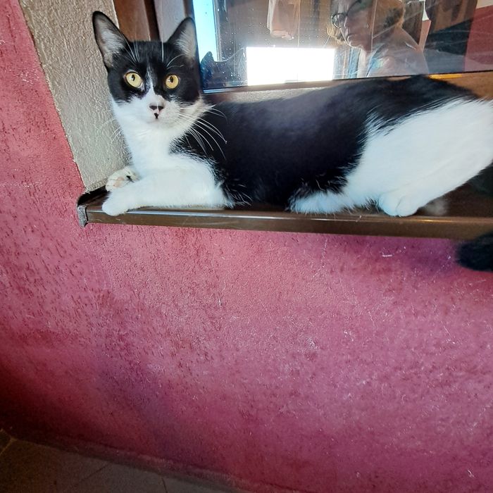 Adoptie pisica neagra castrata