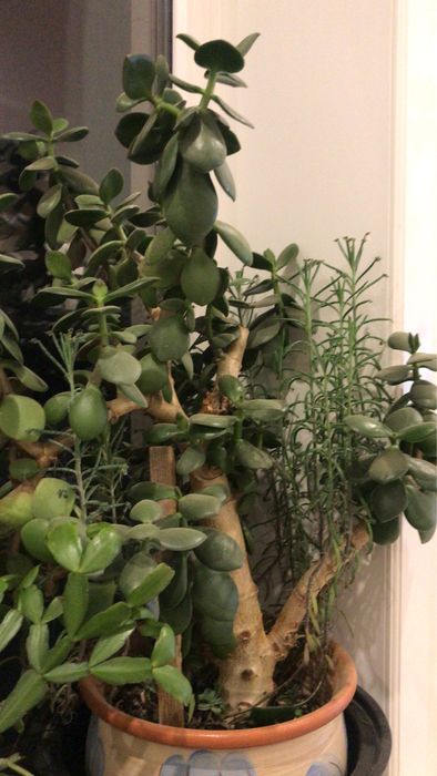 Продаю Комнатные цветы