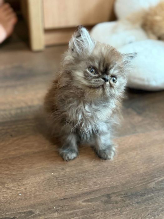 Персийски котенца