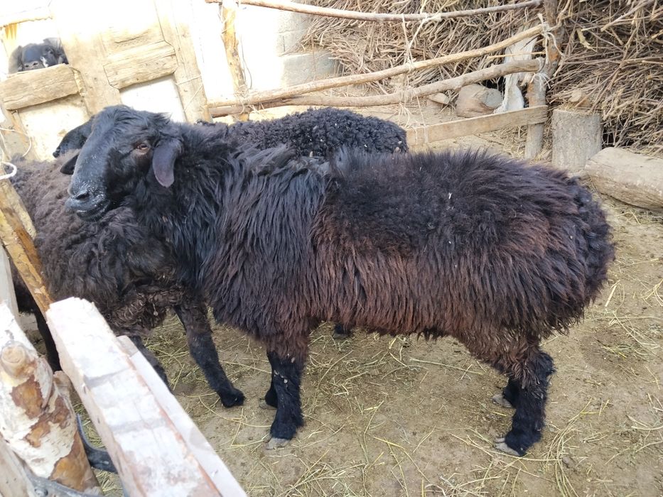 Qochqor sotiladi manzil Vobkent