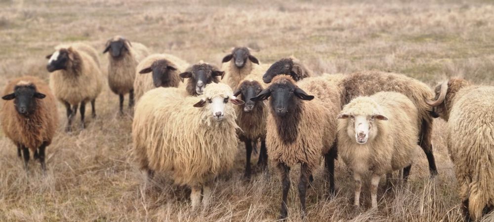 Oi de vanzare gestante