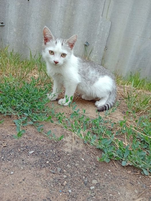 Срочно отдам котёнка