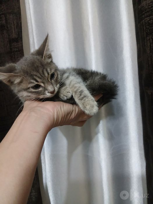 Котятам очень нужен дом!