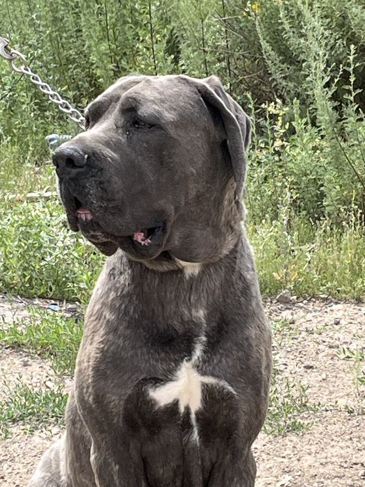 Продвется молодой кобель кане корсо