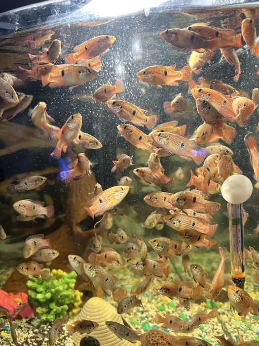 Хромис- красавец