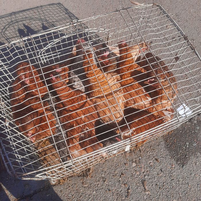 Продаю кур и куриц