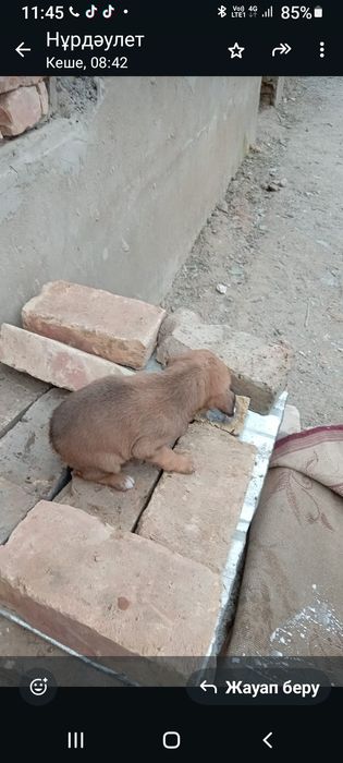 Осы күшік  сатылады