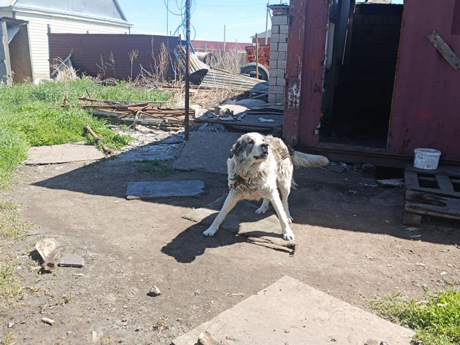 Алабай молодой и воспитанный