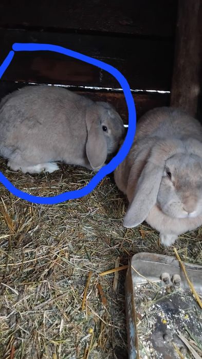 Femelă Berbec german vârsta 5 luni