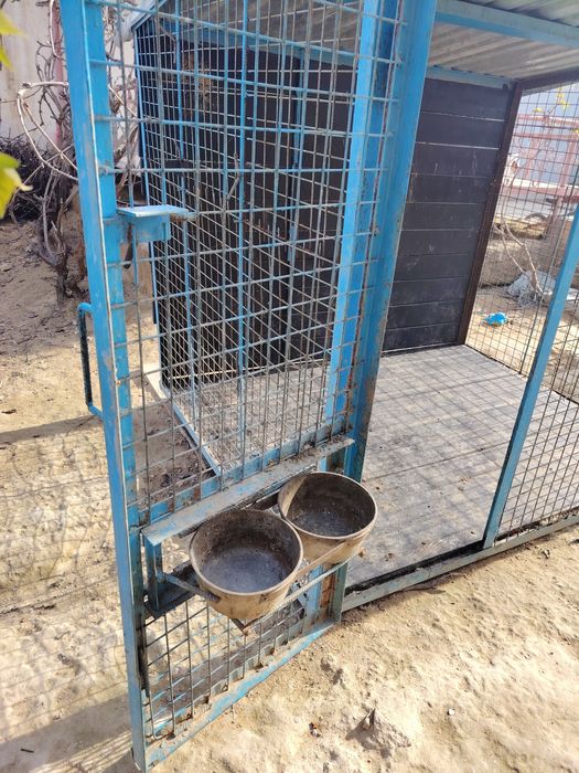 Вольер для сабак