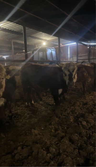 Бычки на откорме 10 голов