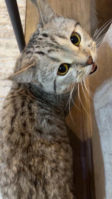 Отдаю кота в хорошие руки
