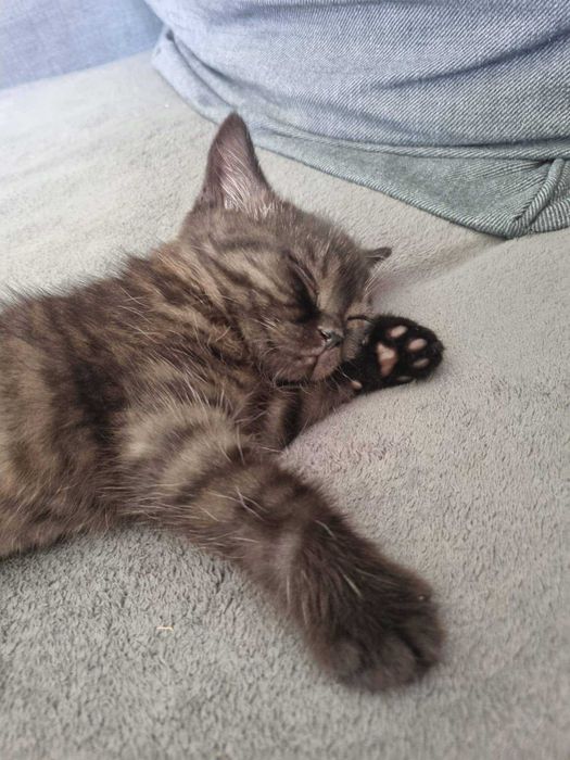 Pui British Shorthair Black Smoke - Mascul