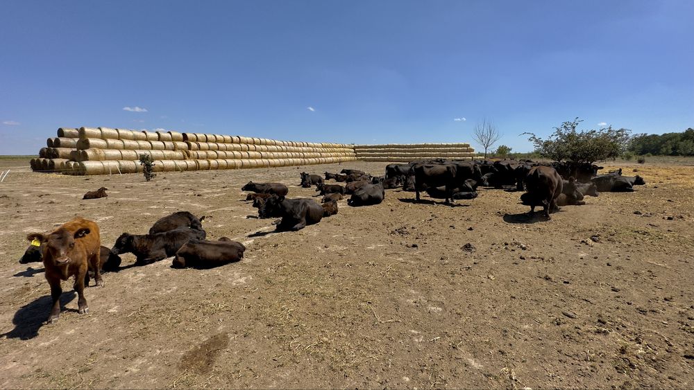 Ferma la cheie vaci de carne Angus