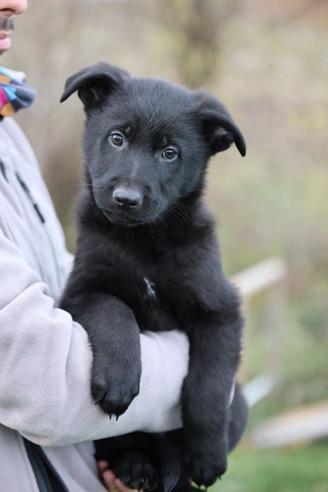 Ciobanesc German Alsacian spate drept cu Pedigree canisa autorizata