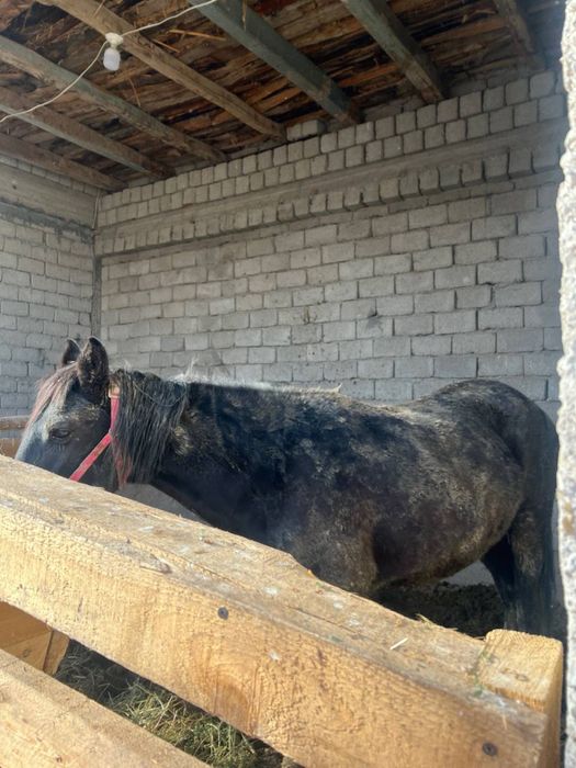 Biya Ot . сотилад