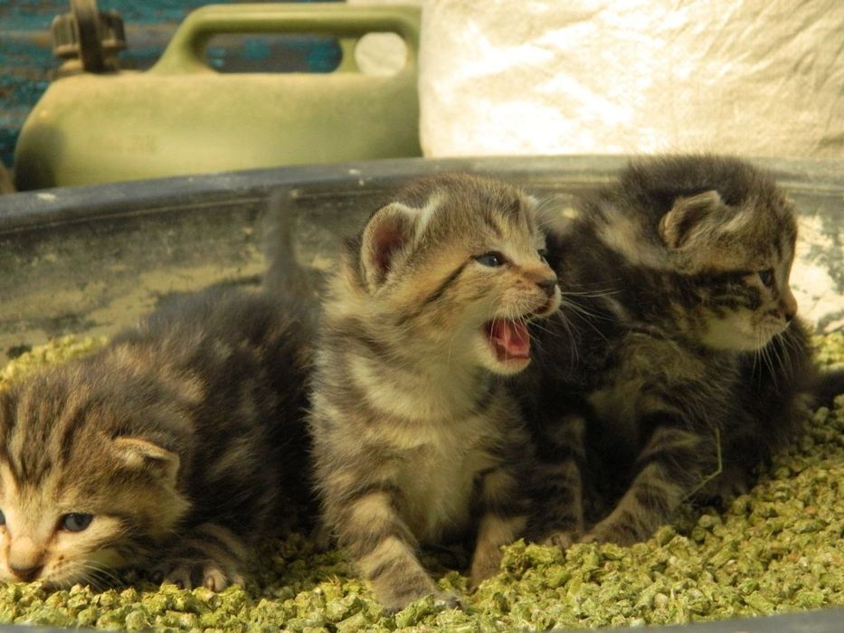 Породистые котята