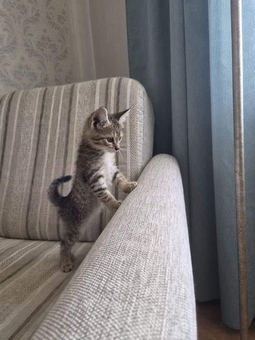 Котик в очень добрые руки