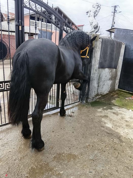 Vând mânz frizer cu acte de Belgia  1 an și 7 luni