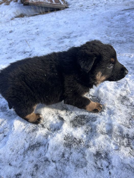 Отдаю щанят полу авчарок