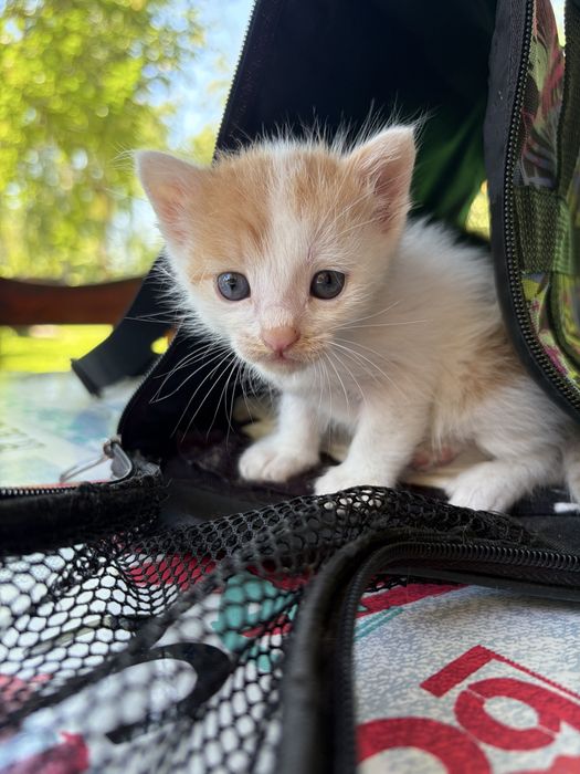 Котята  девочки срочно ищут дом!