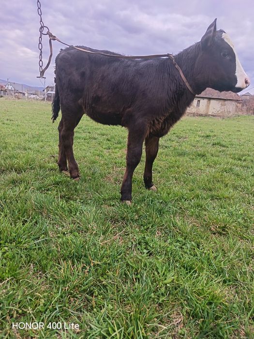 Vând vițea înțărcata de 4 luni