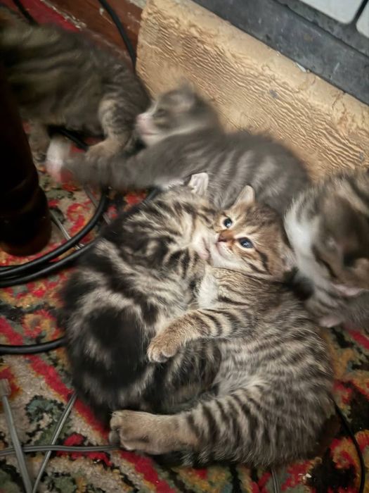 Отдадим в хорошие руки  двухмесячных котят