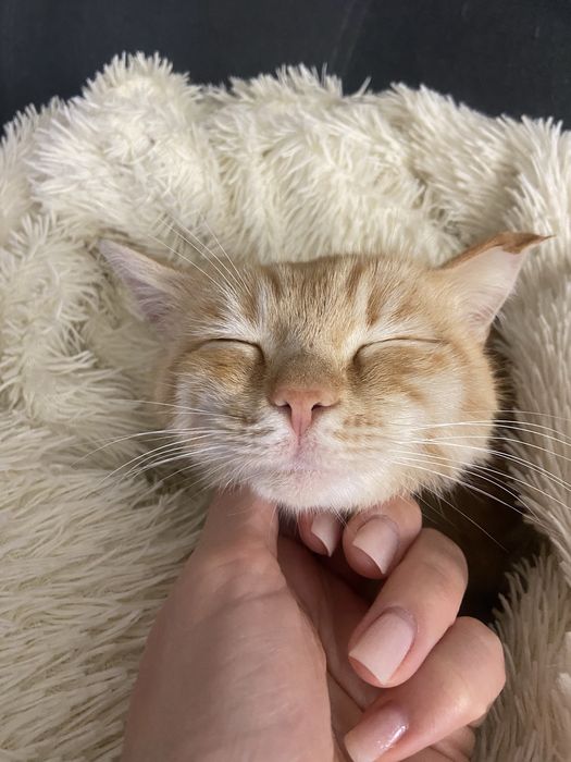 Котик Рыжик ищет дом