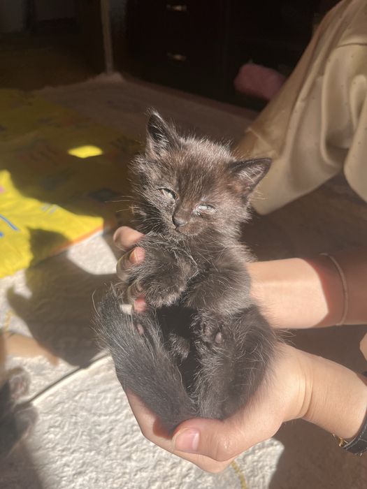 Отдаем котяту в хорошие руки