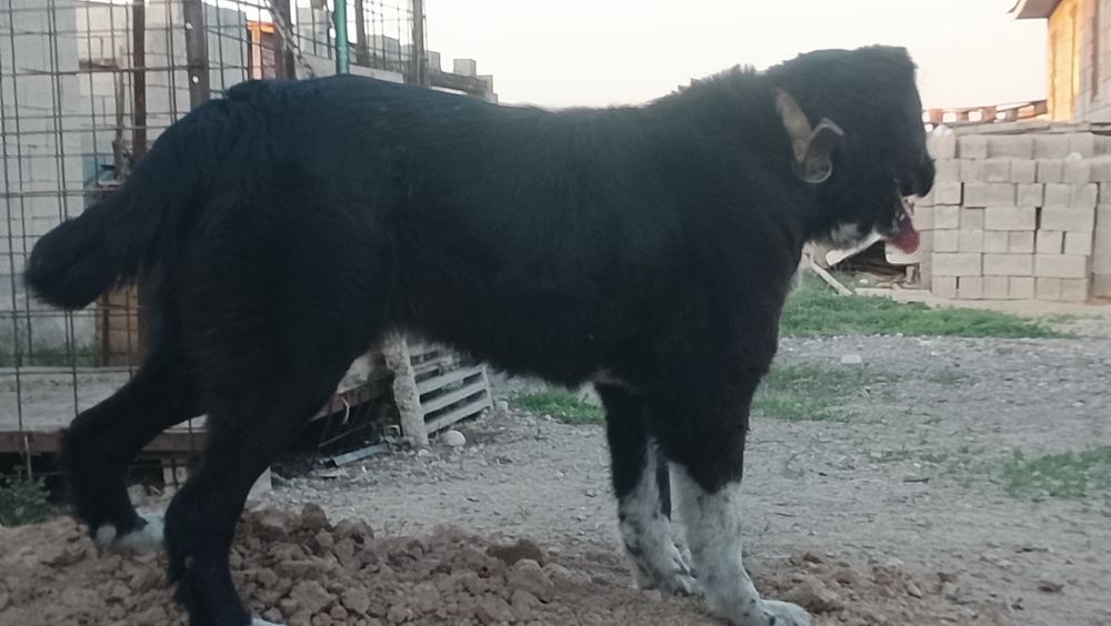 Сука Тобет 3 года очень крупная