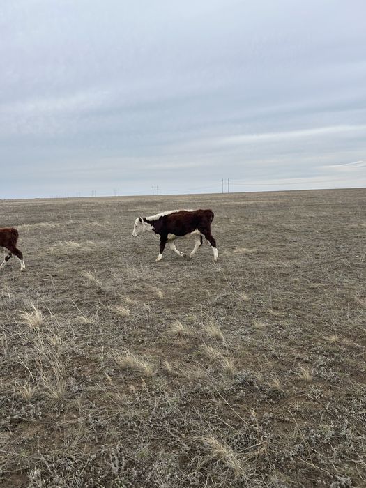 Ақбас ұрғашы тайшалар