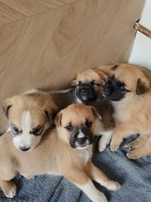 Adoption câtel....