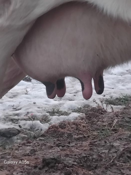 Буаз сиыр сатылады