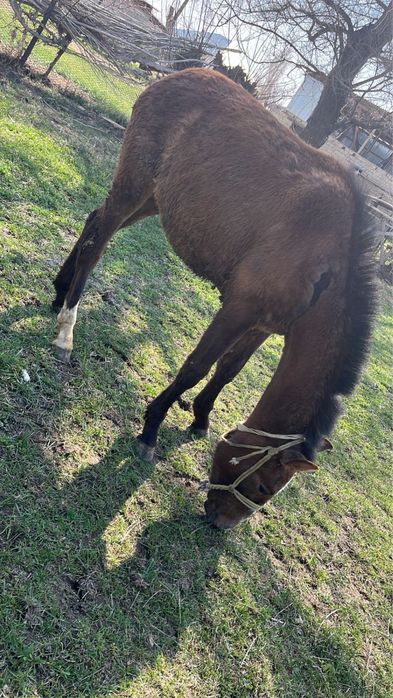 срочно сатылады