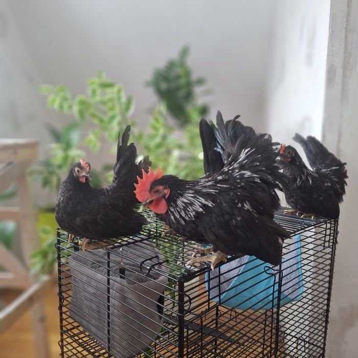 Куры породы шабо