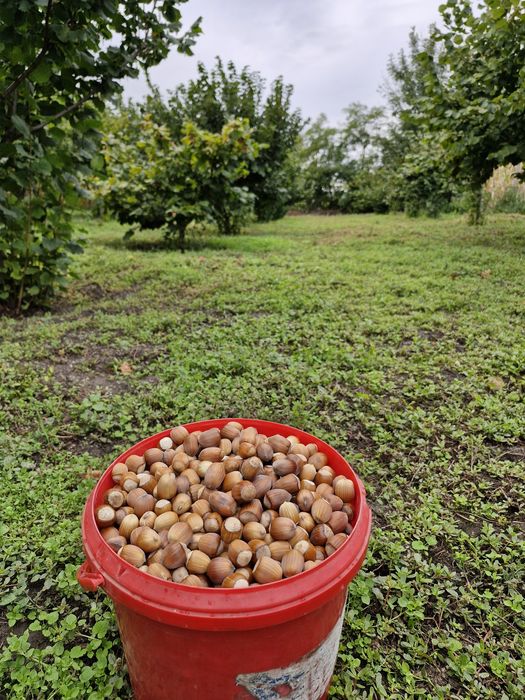 Miez de alune de pădure