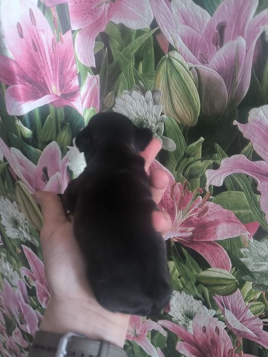 Щенки французики