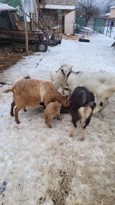 Capre alpine si anglonubiane